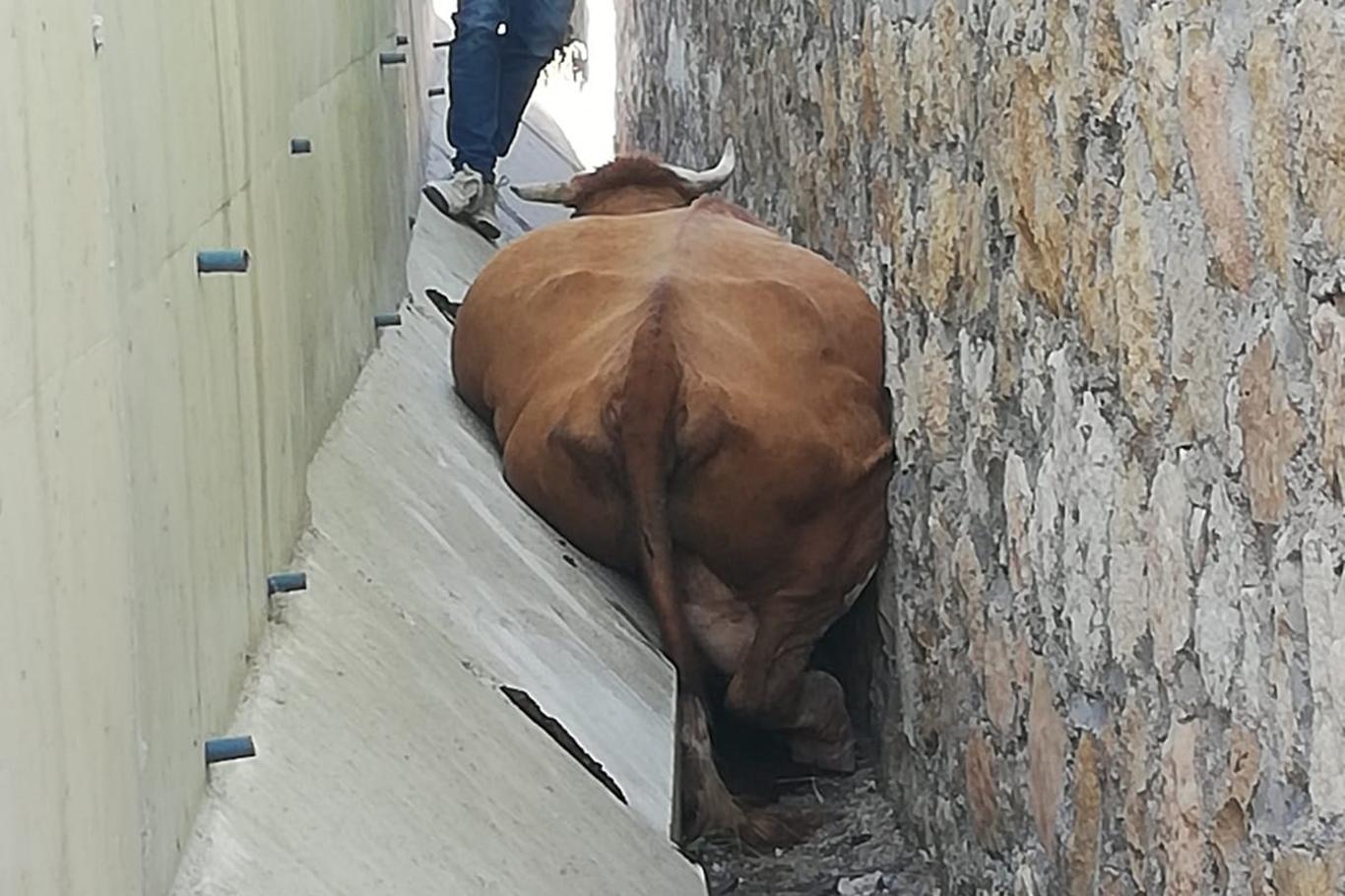 Duvar arasına sıkışan inek kurtarıldı